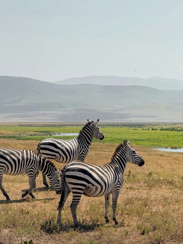 Tanzania-Safari-1